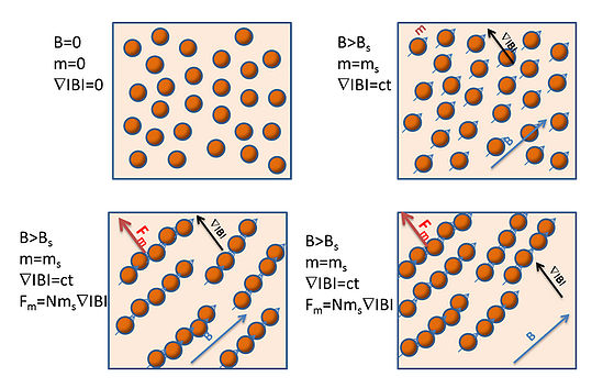 Under certain conditions, chains formed in magnetic bead separation move faster than single beads